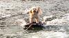 Bella The Water Skiing Dog